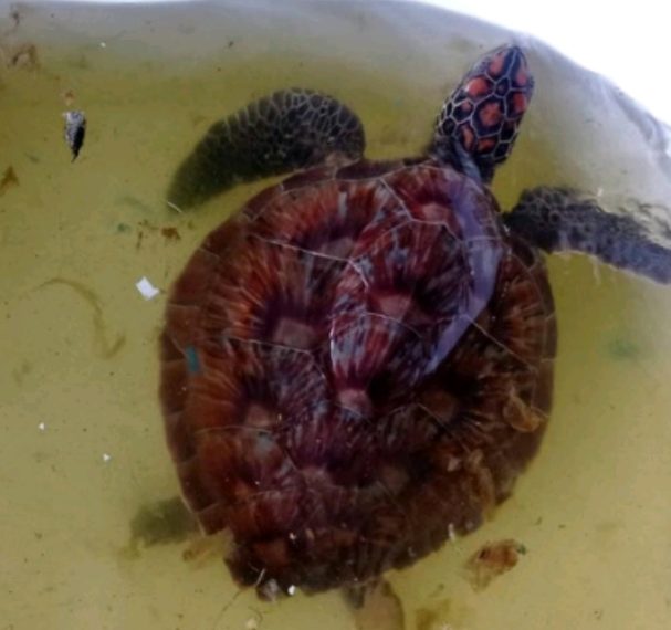 Spasitelji pronašli bebu kornjaču u kojoj je pronađeno 158 komada plastike