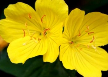 Noćurak- biljka s ljekovitim svojstvima