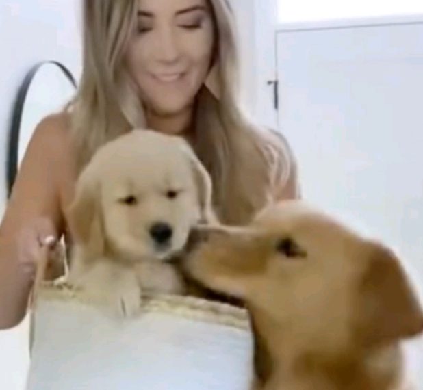 Zlatni retriver sam odabrao ime svome sinu