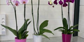 Tri greške koje činimo s orhidejama tijekom ljeta