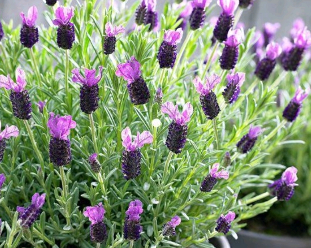 Španjolska lavanda- uvjeti za uzgoj
