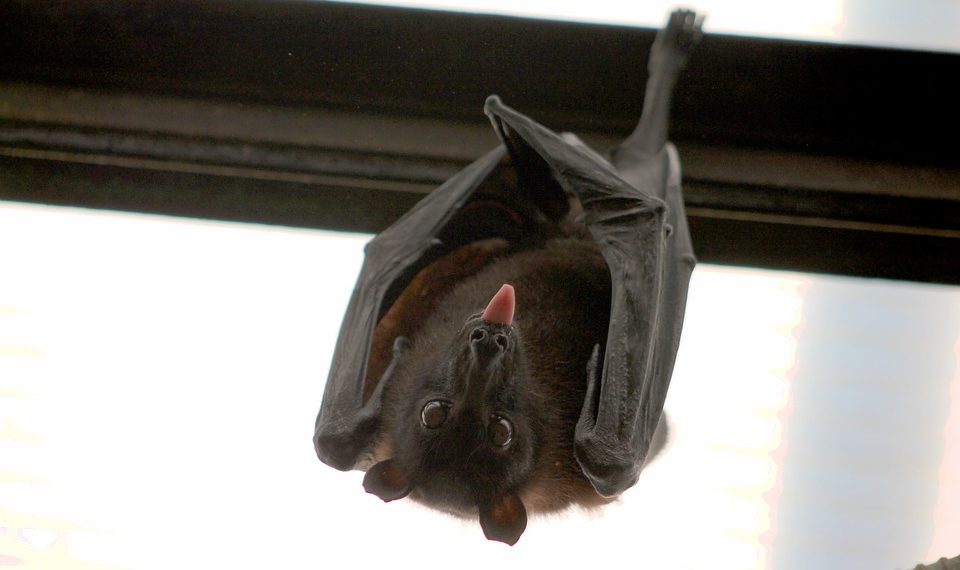 BEČ: Znanstvenici čipiraju šišmiše kako bi odredili njihova staništa i mjesta kretanja