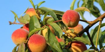 Breskve povećavaju plodnost kod muškaraca i snižavaju krvni tlak