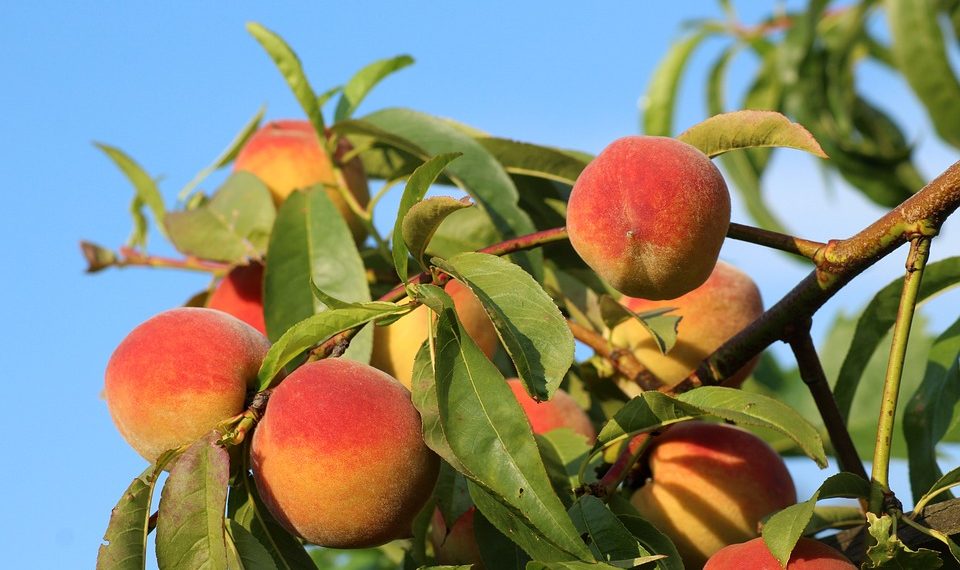 Breskve povećavaju plodnost kod muškaraca i snižavaju krvni tlak