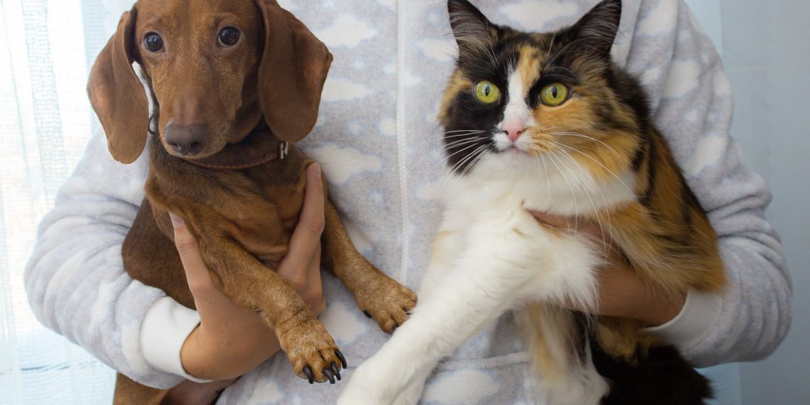 U Londonu sve spremno za evakuaciju pasa i mačaka iz Kabula