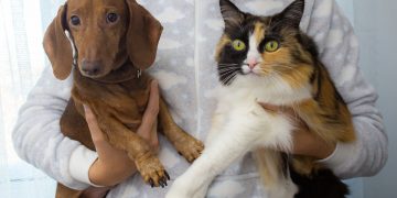 U Londonu sve spremno za evakuaciju pasa i mačaka iz Kabula