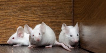 Znanstvenici slučajno otkrili mršavljenje: Miševi u laboratoriju počeli su ‘znojiti salo’