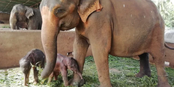 Rijetko iznenađenje na Šri Lanki: Slonica rodila blizance (VIDEO)