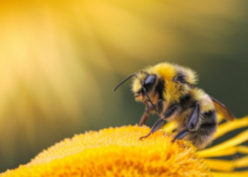 U Ekvadoru otkrivena pčela s karakteristikama oba spola!