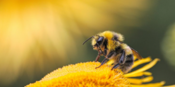 U Ekvadoru otkrivena pčela s karakteristikama oba spola!