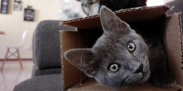 Znanstvenici proučavali tisuće mačaka i zaključili: Ovo je glavnih 7 osobina