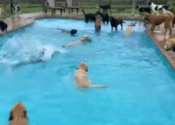 Video koji otapa srca: 39 pasa igralo se, skakalo i kupalo u bazenu
