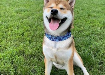 Doznajte zanimljive činjenice o jednoj od najstarijih pasmina pasa- shiba inu