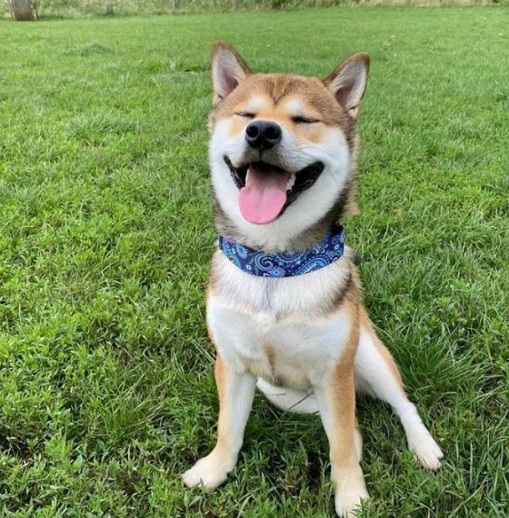 Doznajte zanimljive činjenice o jednoj od najstarijih pasmina pasa- shiba inu
