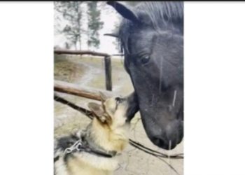 Njemački ovčar prvi put ugledao konja pa oduševio reakcijom