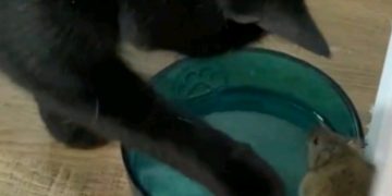 Umjesto da ga uhvati kao plijen, ovaj mačak se s mišem- sprijateljio