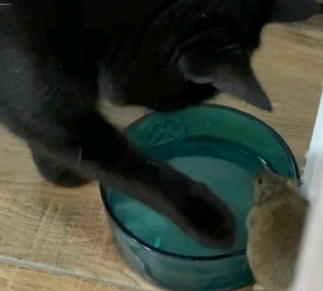 Umjesto da ga uhvati kao plijen, ovaj mačak se s mišem- sprijateljio