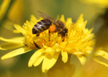 Pojavila se pčela sa dva spola