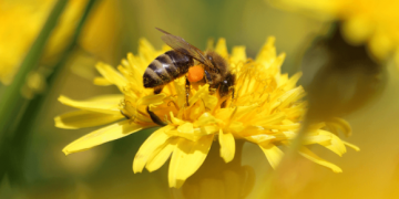 Pojavila se pčela sa dva spola