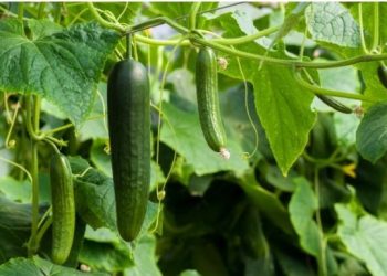 Krastavci su jedan od simbola ljeta- kako ih pravilno uzgojiti?