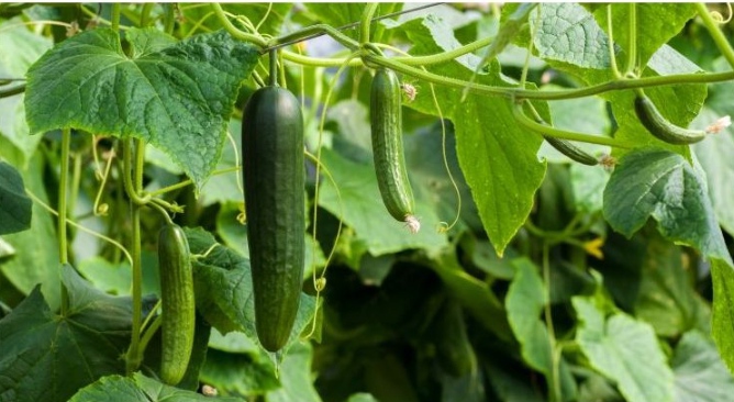 Krastavci su jedan od simbola ljeta- kako ih pravilno uzgojiti?