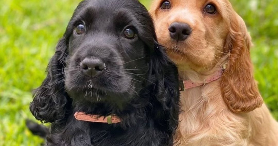 Kako odabrati ime za psa