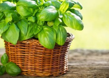 Bosiljak- kraljevska trava koju bi trebalo imati svako kućanstvo