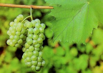Upoznajmo hrvatska vina: graševina