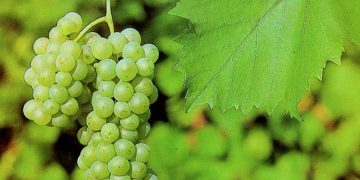 Upoznajmo hrvatska vina: graševina