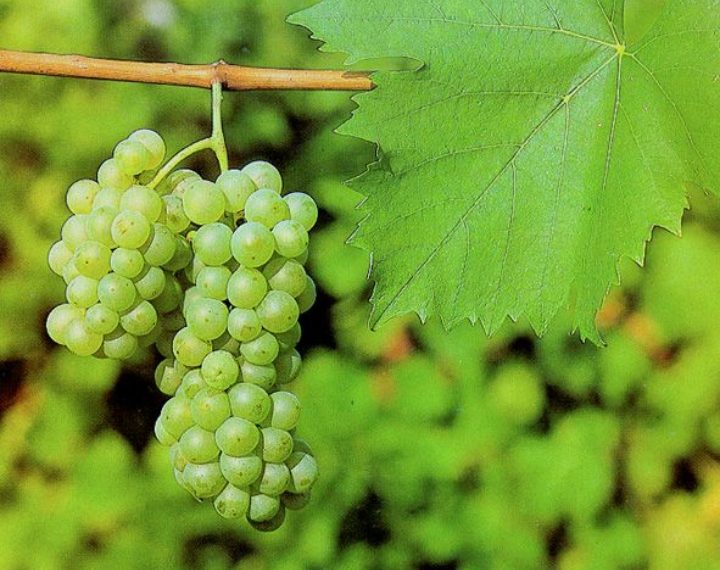Upoznajmo hrvatska vina: graševina