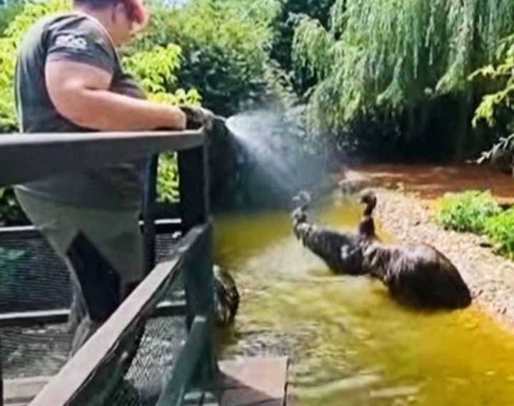 Emui u zagrebačkom zoološkom vrtu dobili osvježenje