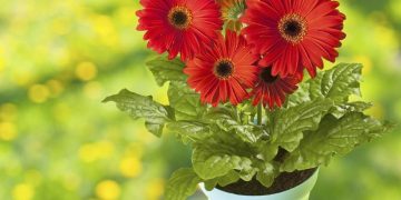 Sadnja gerbera