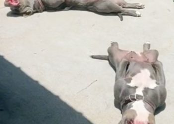 Ovi psi jedva su dočekali ljeto i sunčanje