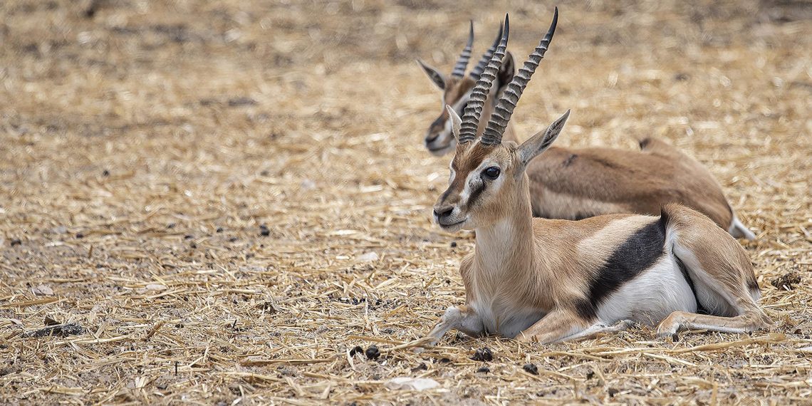 Gazele u Iraku umiru od gladi