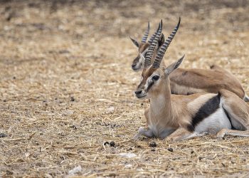 Gazele u Iraku umiru od gladi