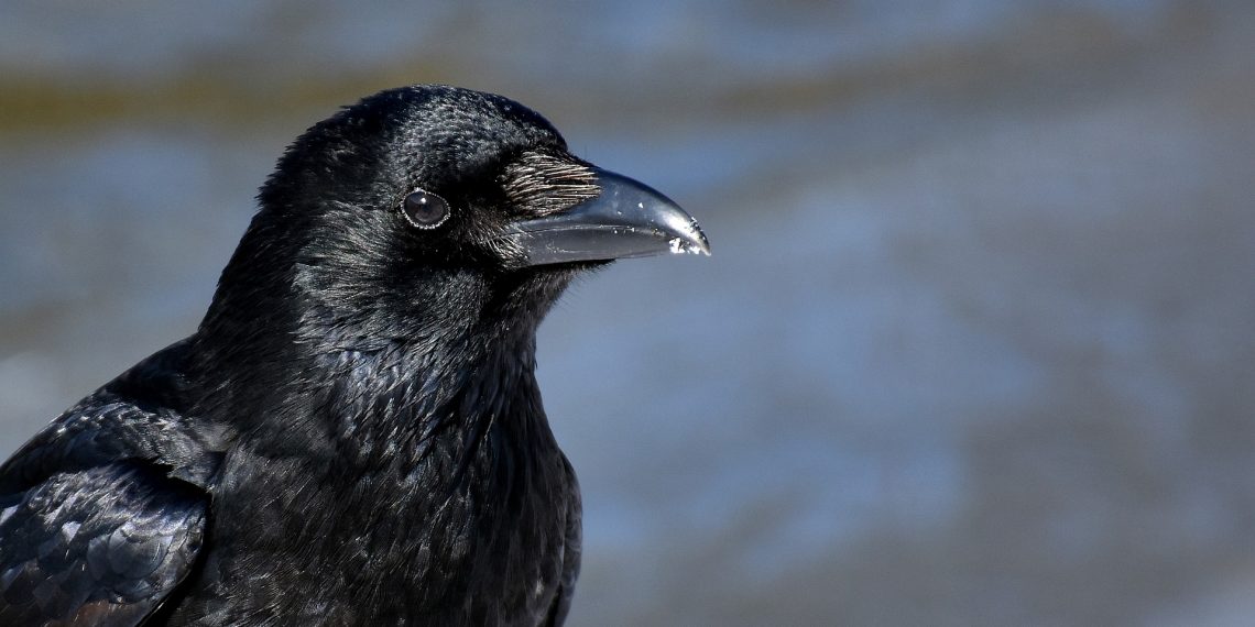 Zašto vrane napadaju ljude i kako izbjeći napad