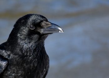 Zašto vrane napadaju ljude i kako izbjeći napad
