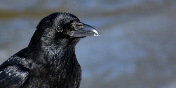 Zašto vrane napadaju ljude i kako izbjeći napad