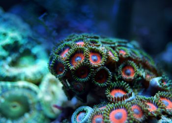 Nova studija pokazuje da je klima imala ključnu ulogu u promjeni položaja drevnih koraljnih grebena