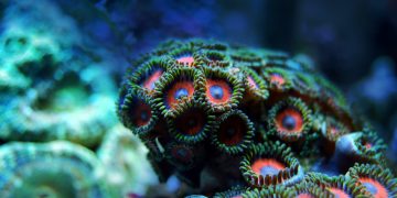 Nova studija pokazuje da je klima imala ključnu ulogu u promjeni položaja drevnih koraljnih grebena