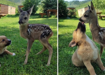 Ovo je istinska ljubav: Preslatke fotografije igre laneta i psića oduševile internet