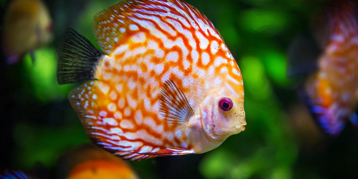 Kako održavati akvarij