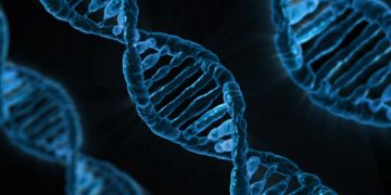 Većina ‘tihih’ genetskih mutacija je štetna, a ne neutralna