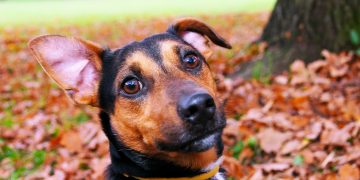 Kako izabrati pravu ogrlicu za vašeg psa