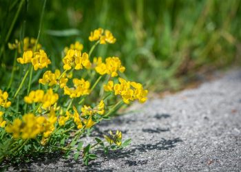 Zdravstvene prednosti piskavice