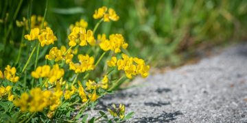 Zdravstvene prednosti piskavice