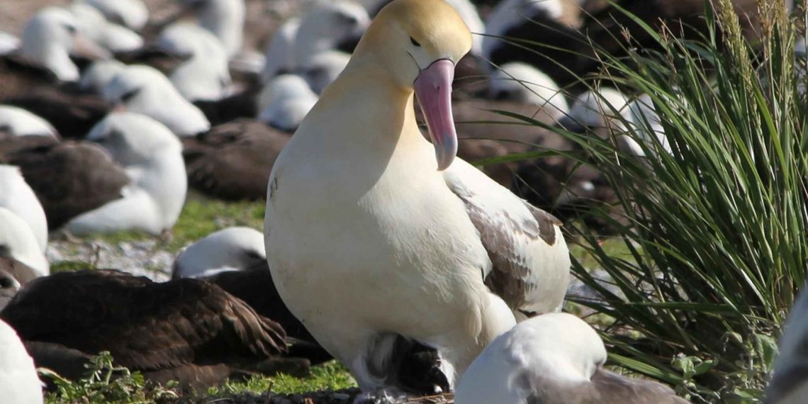 Populacije albatrosa opadaju zbog invazivnih vrsta miševa
