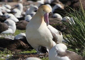 Populacije albatrosa opadaju zbog invazivnih vrsta miševa