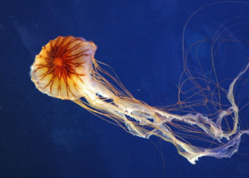 Znanstvenica objasnila zašto su meduze preplavile Jadran