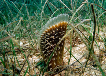 Kod Nina pronađena živa plemenita periska